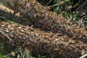 Swarms of bees looking for a new home are usually gentle. (Photo: Kathy Keatley Garvey)