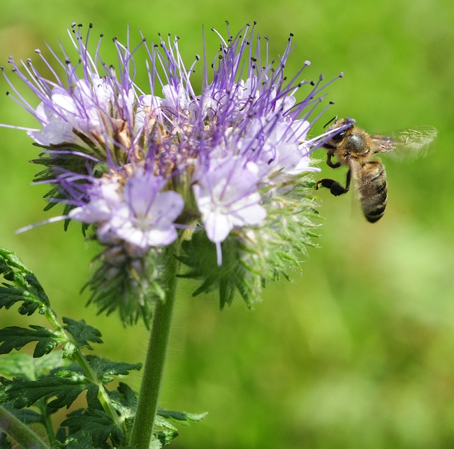 Honey bee heading toward Phacelia tanacetifolia, also known as a lacy phacelia. (Photo by Kathy Keatley Garvey)