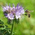 Honey bee heading toward lacy phacelia. (Photo by Kathy Keatley Garvey)