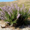 Poodle-dog bush, Kentucky Springs Canyon, Angeles National Fores. (Photo: BonTerra Consulting, Inc.)