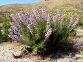 Poodle-dog bush, Kentucky Springs Canyon, Angeles National Fores. (Photo: BonTerra Consulting, Inc.)