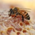 Honey bee on comb. (Photo by Kathy Keatley Garvey)