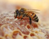 Honey bee on comb. (Photo by Kathy Keatley Garvey)