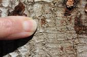 The finger points to a beetle entry hole on an avocado trunk. Photo credit: Eskalen Lab, UC Riverside.