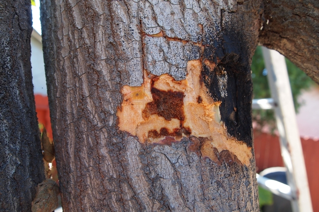 An example of wood discoloration due to Fusarium dieback. Photo credit: Eskalen Lab, UC Riverside