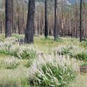 Herbaceous growth on California Tahoe Conservancy land in 2010.