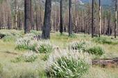 Herbaceous growth on California Tahoe Conservancy land in 2010.