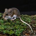 Deer mice are the most abundant and widely distributed mammals in North America.