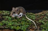 Deer mice are the most abundant and widely distributed mammals in North America.