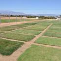 The 2012 Turfgrass and Landscape Research Field Day will be held at UCR's Turfgrass Research Facility Sept. 13.