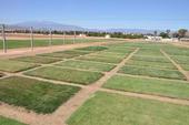 The photo shows green squares of groundcover test plots.