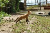 Sacramento Valley fox pup. (Photo: Mark Statham)