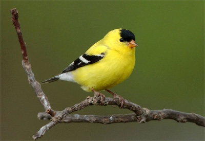 Hedgerows enhance bird abundance and diversity on farms - Green Blog ...