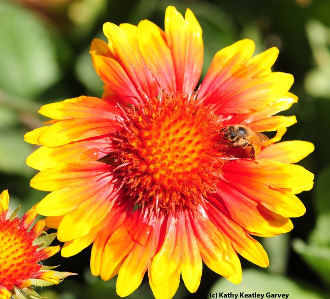 Honey bee on blanket flower, Gaillardia.  (Photo by Kathy Keatley Garvey)