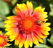 Honey bee on blanket flower, Gaillardia. (Photo by Kathy Keatley Garvey)