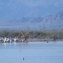 The Salton Sea provides habitat for white pelicans and other migratory birds