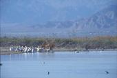 Pelicans stand on the shores of the Salton Sea.