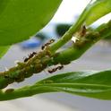 Argentine ants tending an infestation of Asian citrus psyllid nymphs. Ants may hamper biological control of ACP by Tamarixia. (Photo: Mark Hoddle, UCR)