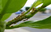 Photo shows Argentine ants tending an infestation of Asian citrus psyllid nymphs. Ants may hamper biological control of ACP by Tamarixia.
