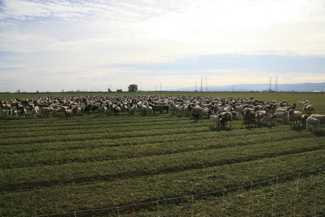 'Sheeping off' an alfalfa field.