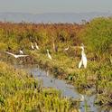 Egrets, herons and other birds feast in a wild rice field in the Yolo Bypass. (Photo by Trina Wood)