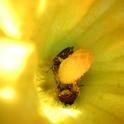 Female male and female squash bee on male flower, courtesy Katherine Ellis