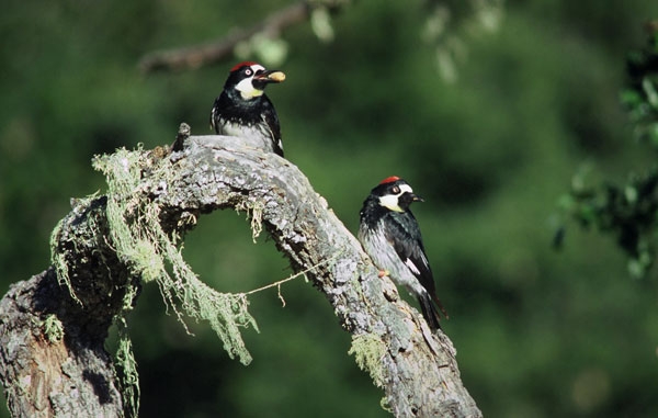Adult acorn woodpeckers perched in an oak tree.