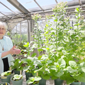 Peggy Lemaux in a greenhouse with tobacco plants.