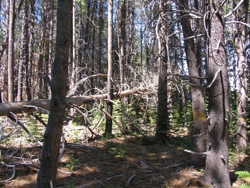 Overcrowded forests are common in the Sierra Nevada.