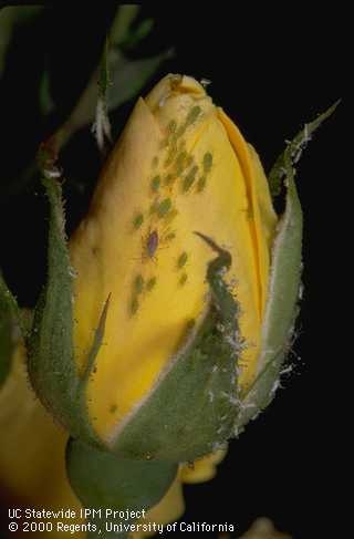 Horticultural oils can be used to control aphids on roses.
