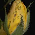 Horticultural oils can be used to control aphids on roses.