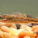 Speckled Dace in the Owens Valley are on a list of the 20 native fish threatened with extinction in the next 100 years.