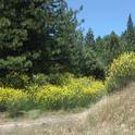 Deceivingly beautiful French broom is invading California forestland.