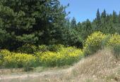 Deceivingly beautiful French broom is invading California forestland.