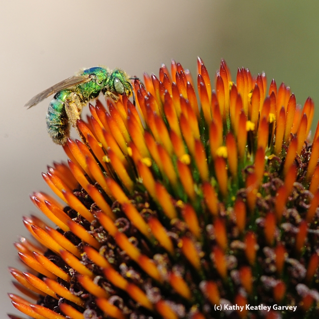 Female metallic green sweat bee, Agapostemon texanus. (Photo by Kathy Keatley Garvey)