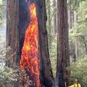 Fire consumes a once-healthy California redwood tree. (photo: USFS)