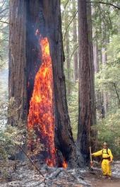Fire consumes a once-healthy California redwood tree. (photo: USFS)