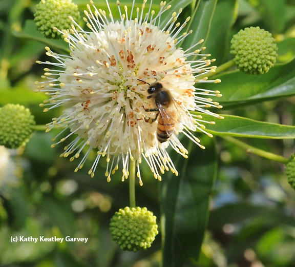 A honey bee foraging on button willow, also known as button bush, Cephalanthus occidentalis. Honey bees on non-natives, and the button bush is a native California plant. (Photo by Kathy Keatley Garvey)