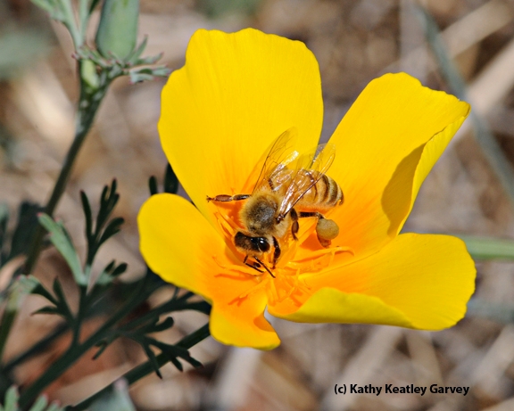 Honey bee visiting California golden poppy, Eschscholzia spp. (Photo by Kathy Keatley Garvey)