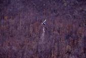 helicopter dropping calcium on damaged forest