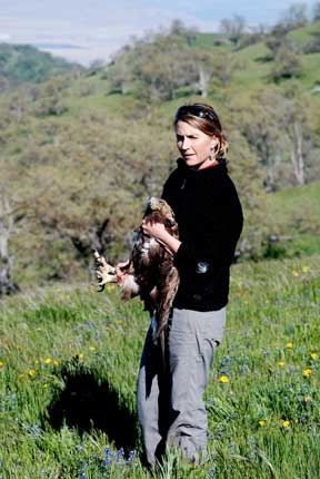 UC Davis wildlife epidemiologist Terra Kelly with a golden eagle.