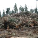 Slash pile in Tahoe National Forest, Last Chance project.