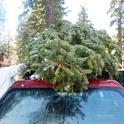 Securing a Christmas tree for the ride home. (Photo: Susie Kocher)