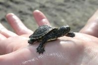 A juvenile Western Pond Turtle.