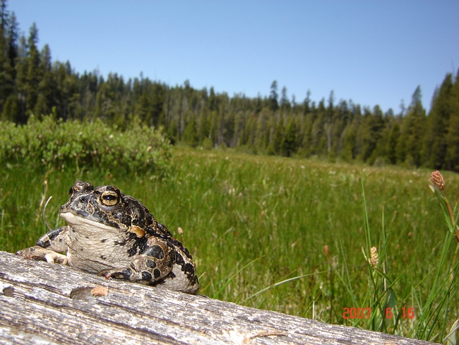 An adult Yosemite toad sits on a log with green grass and trees in the background
