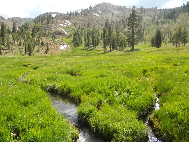 Photo of a green meadow with streams running through it and mountains in the background.