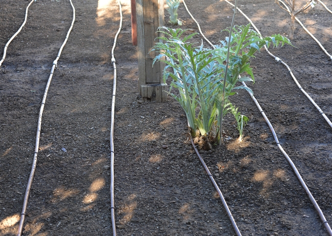 An artichoke in the drip grid. This area is ready for planting. (Photo by Kathy Keatley Garvey)