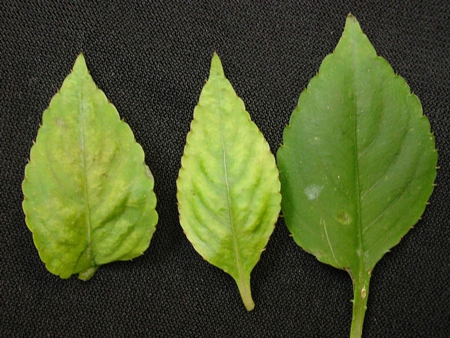 Downy mildew symptoms on impatien leaves.