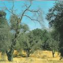 Along with insects and disease, the drought of 1987-1992 apparently contributed to the decline and death of these California live oak trees.