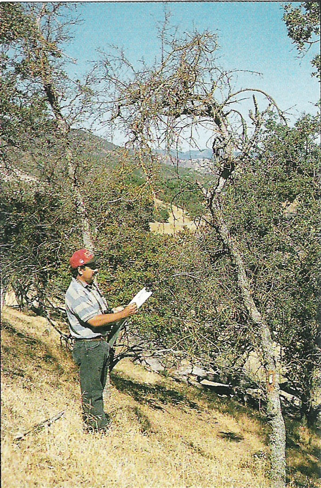 Sergio Garcia, UCCE advisor emeritus, examines blue oak that died during the 1987-1992 drought . Many of the trees that died were on sites with shallow soil and southern exposure.
